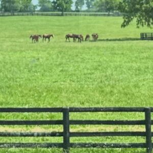 Meet your Posher, Thomas